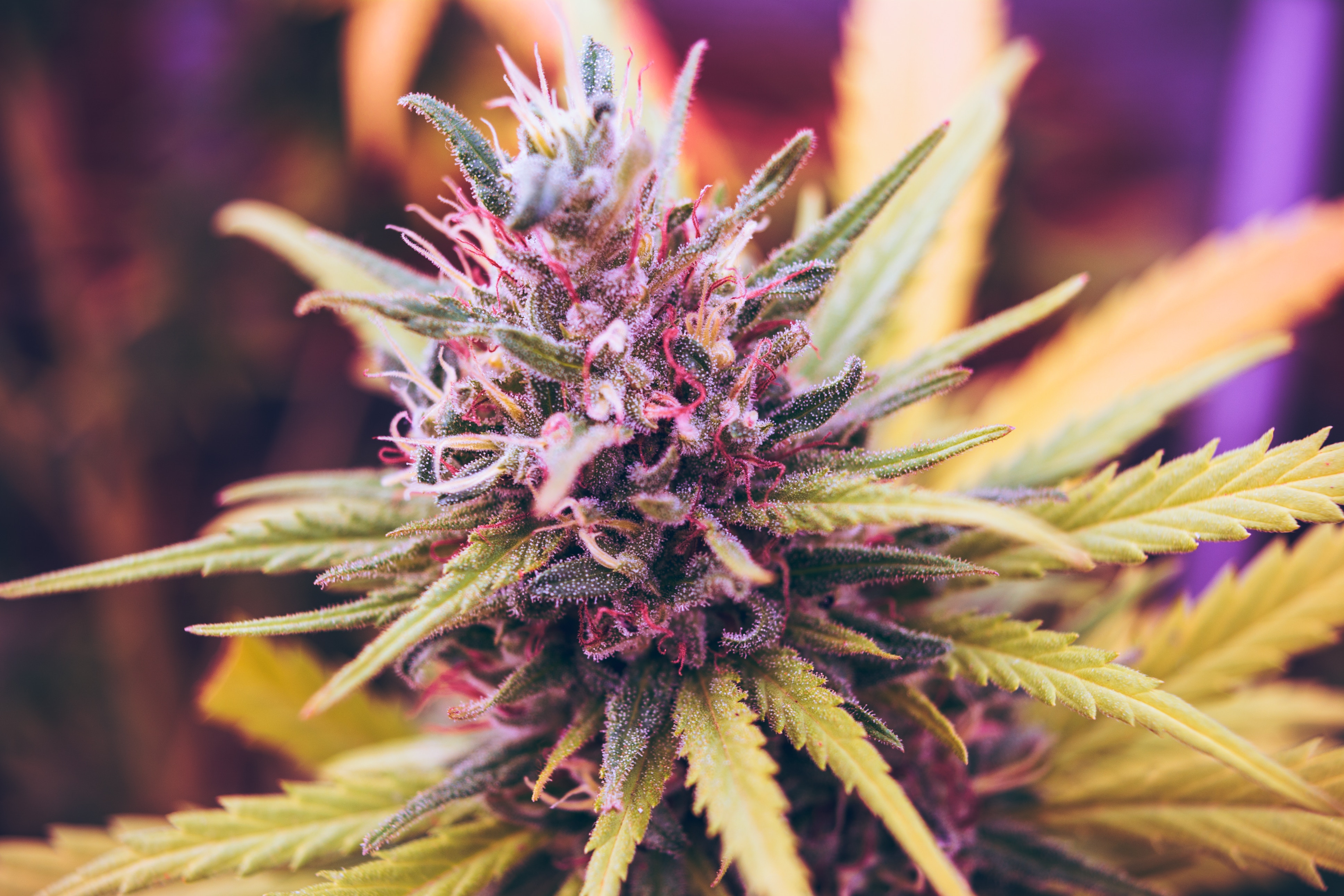 Hände am Lenkrad eines Autos bei Tageslicht – Symbolbild für Autofahren mit medizinischem Cannabis