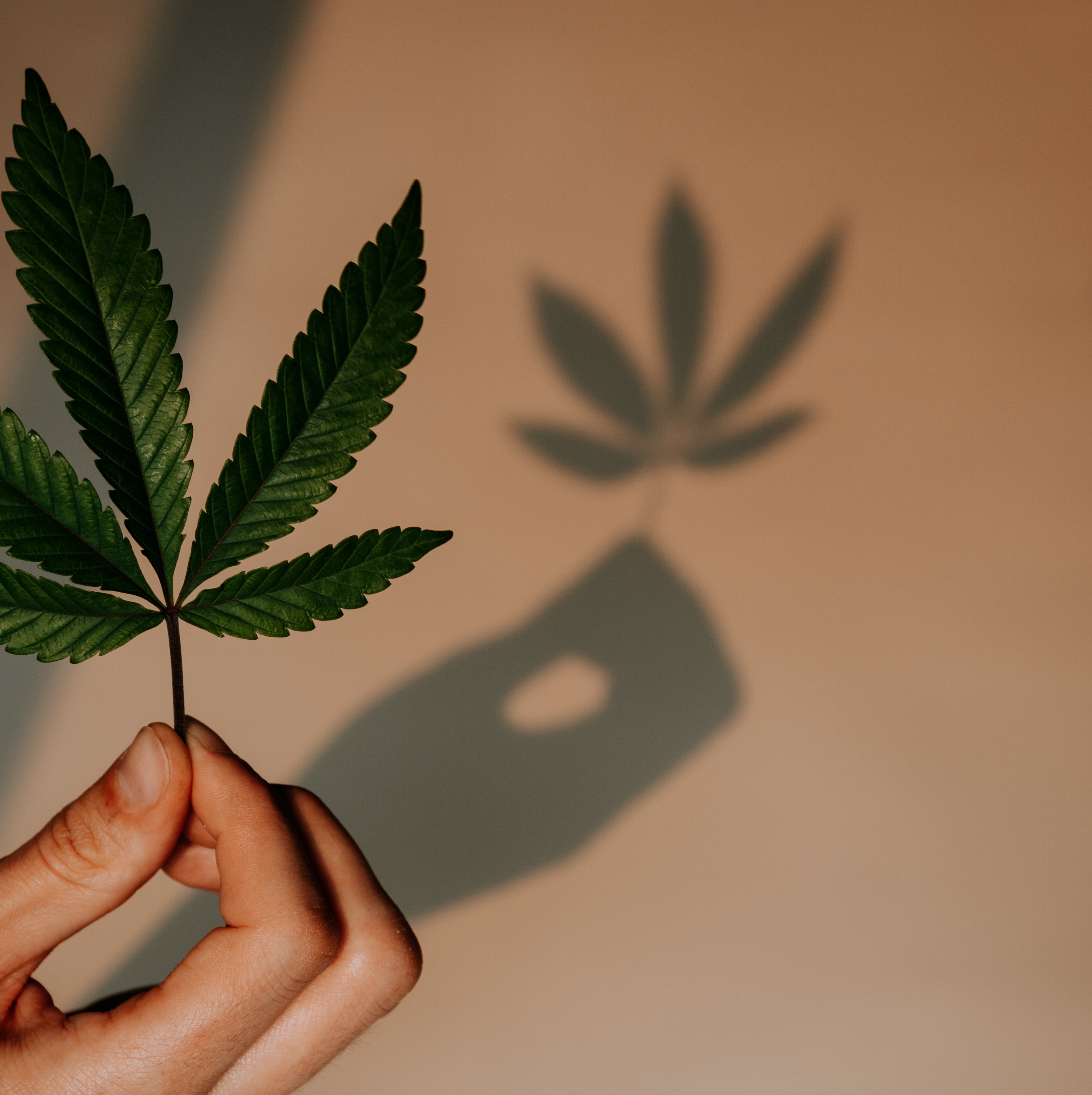 Was tun bei Cannabis-Toleranz?